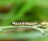 Cucullia lactucae